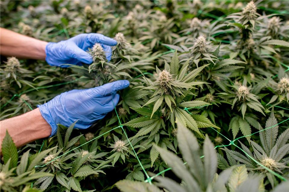 Cannabis darf in Deutschland in Vereinen angebaut werden. (Archivbild)Hauke-Christian Dittrich/dpa