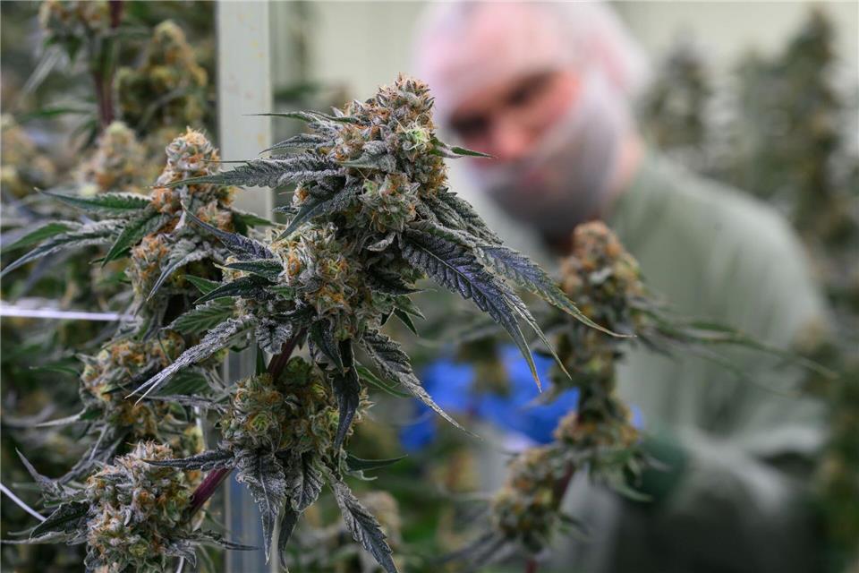 Cannabis kann unter anderem Menschen mit chronischen Schmerzen helfen. Hendrik Schmidt/dpa