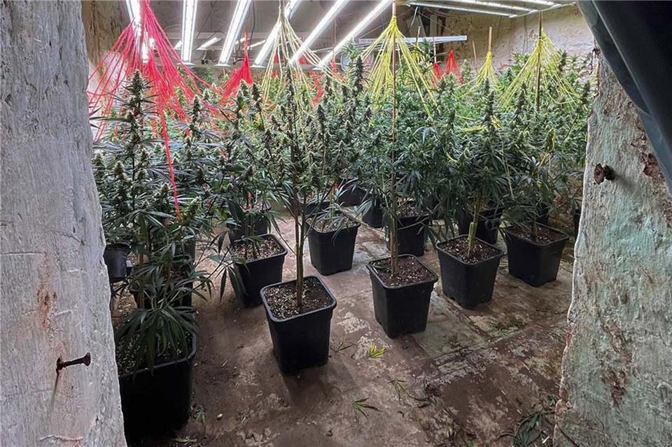 Polizei hebt Cannabis-Bande in Niedersachsen und NRW aus  Cannabispflanzen stehen in einer Halle, die bei einer gemeinsamen Durchsuchungsaktion der Polizei in NRW und Niedersachsen entdeckt wurde. Polizei Lippe/dpa