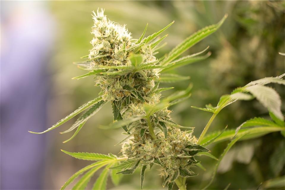 Cannabispflanzen wachsen in einem Blüteraum eines Pharmaunternehmens.