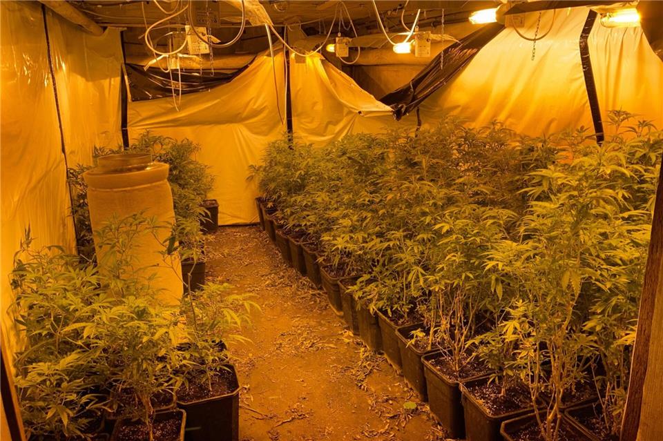 Cannabisplantage in Ahauspd