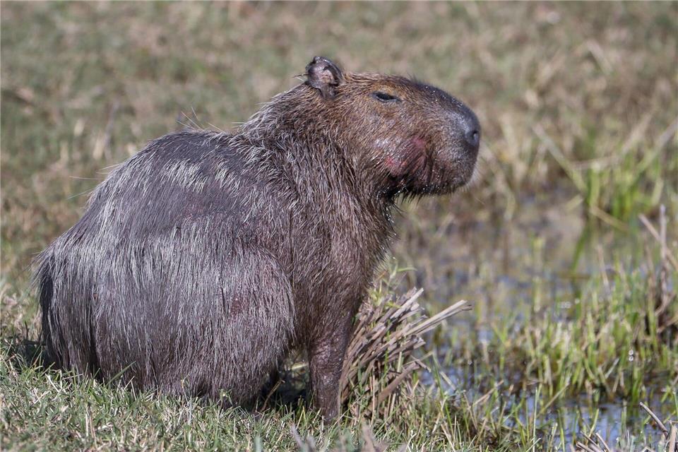 Interpol: Festnahmen in Lateinamerika bei Umwelt-Razzien Capybara und andere Wildtiere wurden bei der Operation beschlagnahmt. (Archivbild)picture alliance / dpa