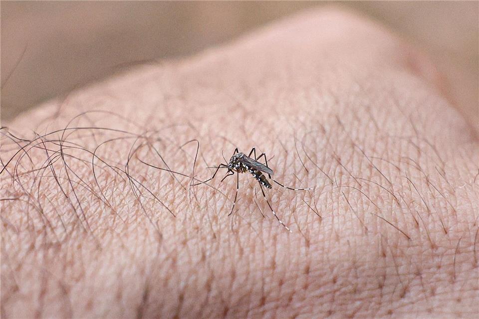 Chikungunyafieber kann durch Mückenstiche ausgelöst werden. (Symbolbild)Marcelo Camargo/Agencia Brazil/dpa