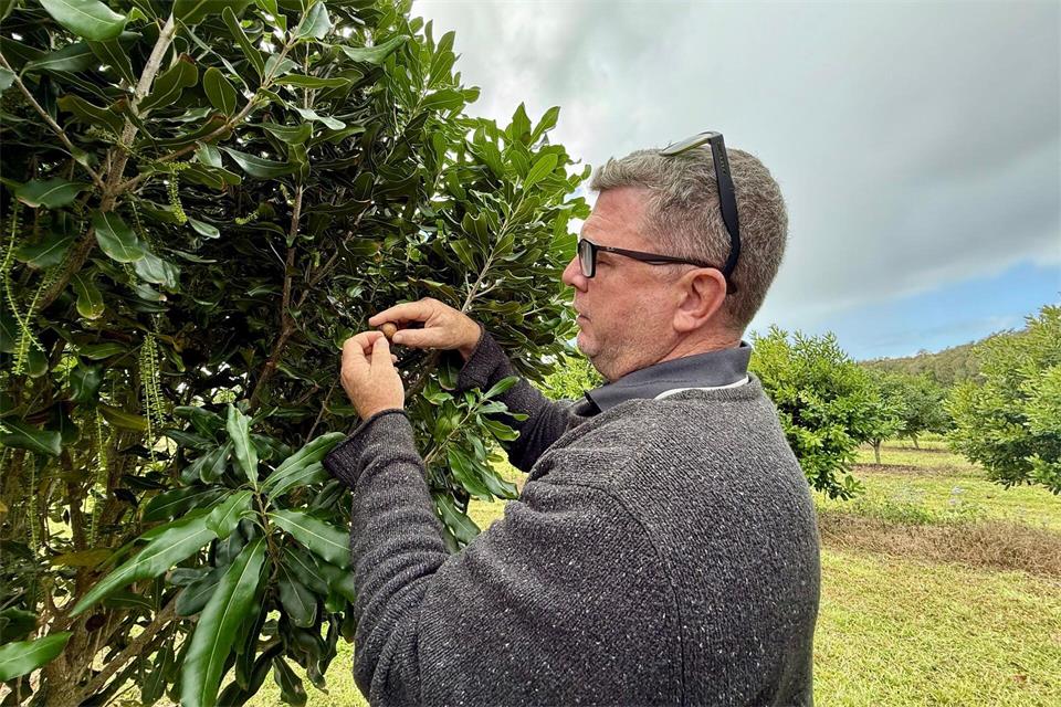 Chris Fuller von Nutworks prüft die Früchte an einem Macadamia-Baum.Carola Frentzen/dpa