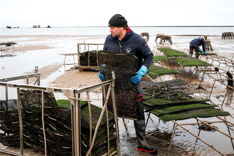 Christoffer Bohlig packt an: Zum Schutz vor Eisgang werden jedes Jahr im Winter gut eine Million Austern ins Winterlager in Meerwasserbecken an Land gebracht.Daniel Bockwoldt/dpa