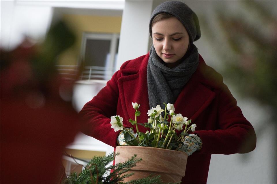 Christrosen sind winterharte Pflanzen, die sich gut für natürliche Weihnachtsdekorationen auf Balkon oder Terrasse eignen.picture alliance/dpa/dpa-tmn
