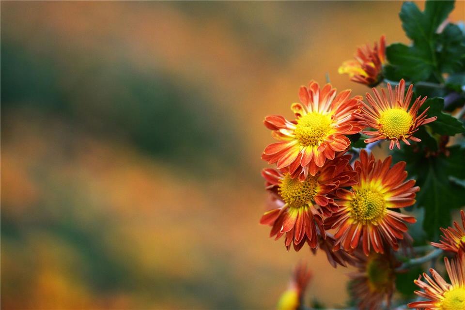 Chrysanthemen in sattem Orange setzen im Herbstbeet leuchtende Akzente.Patrick Seeger/dpa/dpa-tmn