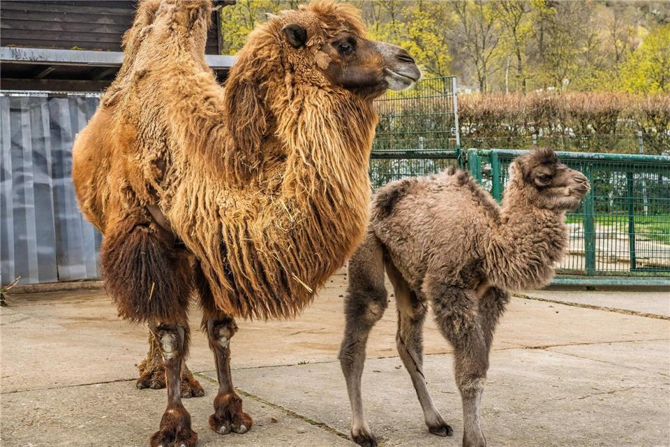 Chuck zeigt sich bereits neben seiner Mutter im Außengehege.Archiv Opel-Zoo/dpa