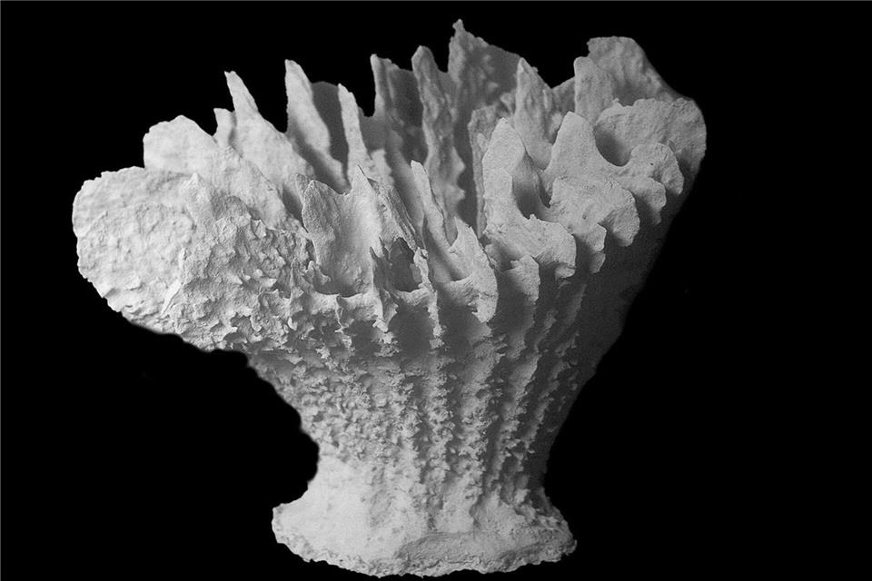 Co-Studienleiterin Santodomingo fürchtet „die Auslöschung einer ganzen Art“.Guadalupe Bribiesca-Contreras/National Oceanography Centre, United Kingdom/dpa