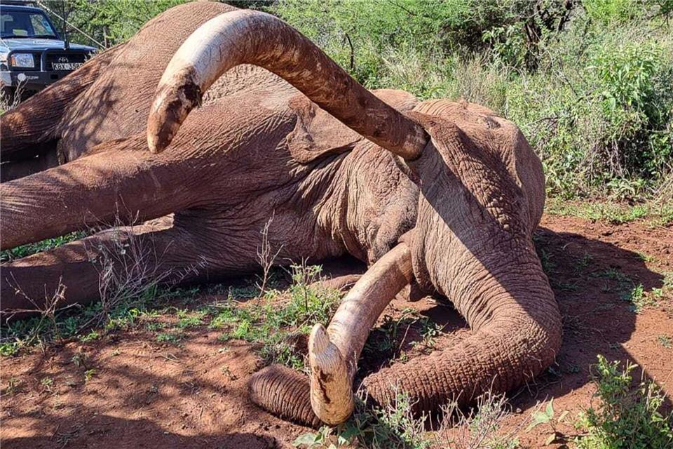 Craig zeugte mehrere Kälber und trug damit zur Weitergabe seltener genetischer Merkmale bei.-/Kenya Wildlife Service/dpa