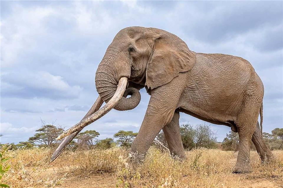 Craigs Stoßzähne waren über weite Entfernungen in den Savannen und Feuchtgebieten sichtbar. (Archivbild)-/Kenya Wildlife Service/dpa