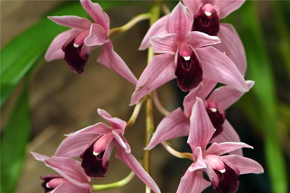 Cymbidium-Orchideen mit ihren großen Blütenrispen setzen exotische Akzente in der Weihnachtsdekoration.Andrea Warnecke/dpa-tmn
