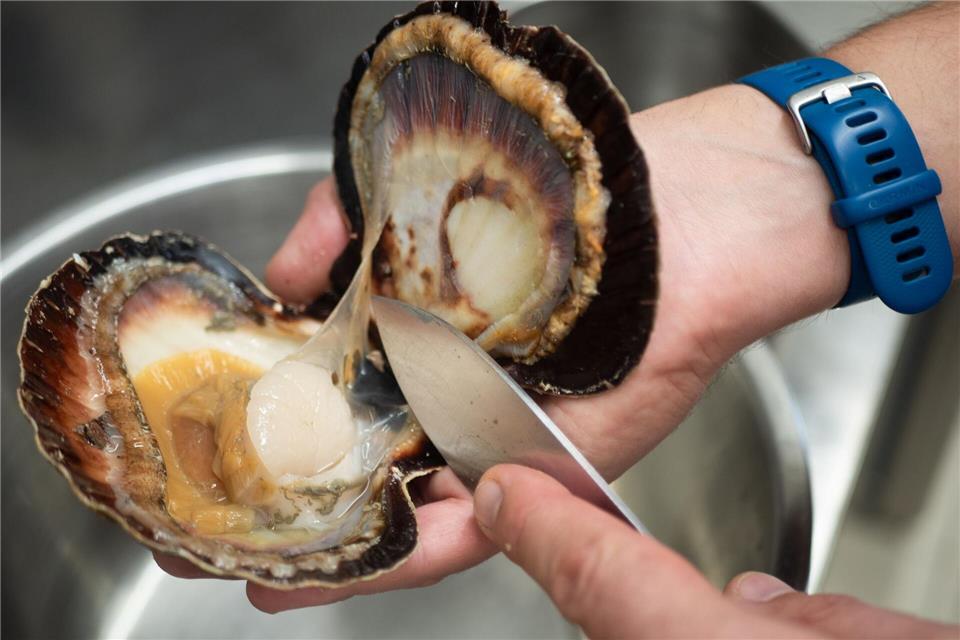 Da ist die Nuss: In Europa gehandelte Jakobsmuscheln stammen überwiegend aus den kühlen Gewässern vor der Nordküste Frankreichs bis zu den Küsten Schottlands.Andreas Drouve/dpa-tmn