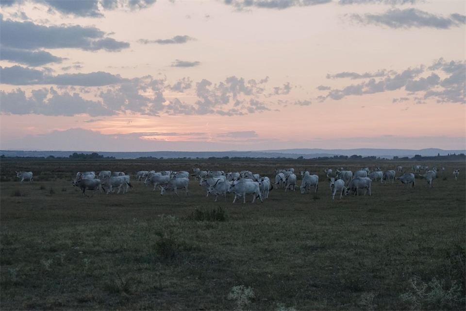 „Da kommen sie!“: Steppenrinder bei Sonnenuntergang im Nationalpark Neusiedler See-Seewinkel.Stefan Weißenborn/dpa-tmn