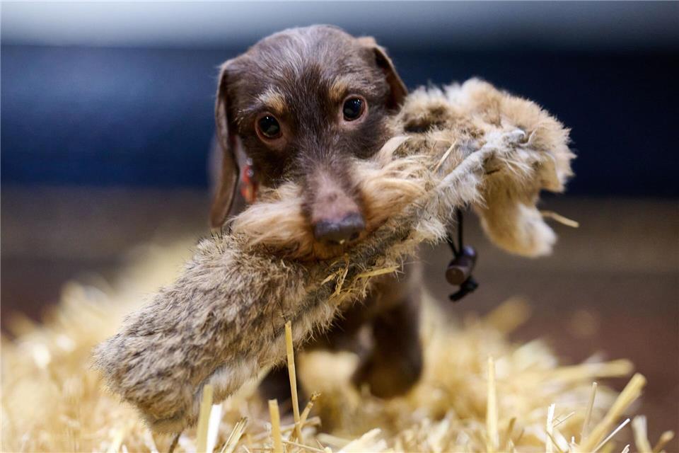 Dackel Bosse beim PresserundgangBernd Thissen/dpa