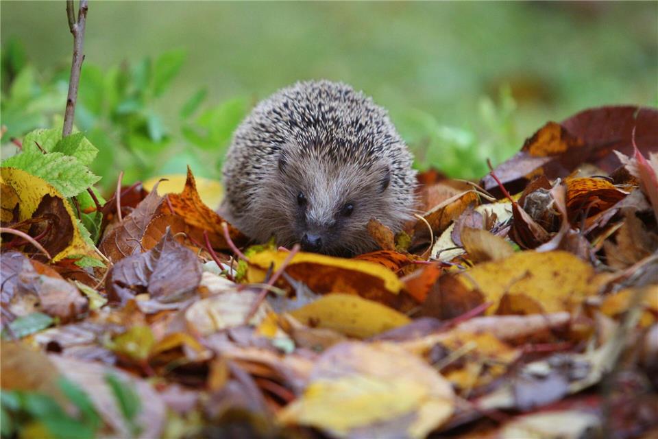 Damit Igel sich wohlfühlen, braucht es mehr als einen Laubhaufen im Winter. (Archivbild)Karl-Josef Hildenbrand/dpa/dpa-tmn