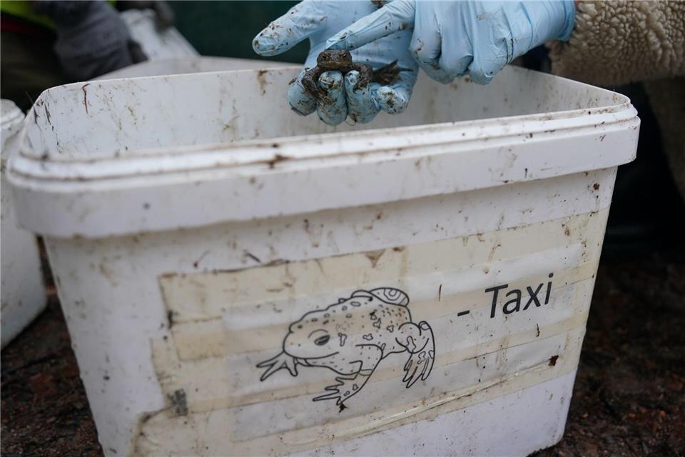 Damit Kröten, Frösche und Molche nicht überfahren werden, bringen Freiwillige die Tiere in Eimern über die Straße. (Archivbild)Marcus Brandt/dpa