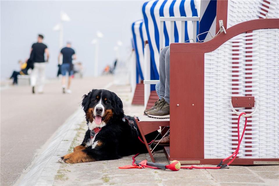 Damit der Urlaub auch für den Hund erholsam wird, sollte das Reiseziel zu seinen Bedürfnissen passen.picture alliance/dpa