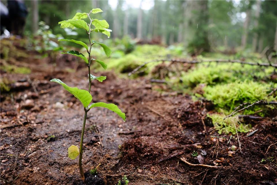 Damit der Wald erneuert werden kann, werden junge Bäume gebraucht. (Archivbild) Frank Molter/dpa