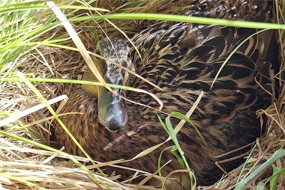 Damit die Ente in Ruhe brüten kann, hat die Polizei den Bereich ums Nest gesichert. -/Polizei/dpa