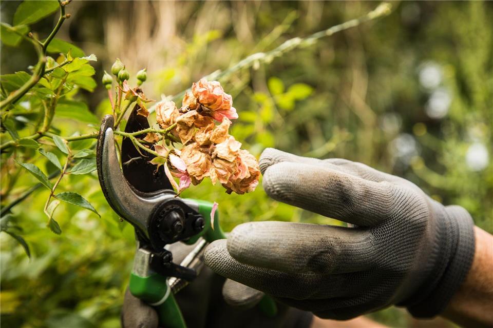 Damit die nächste Blüte umso prächtiger ausfällt: Was im Frühjahr geblüht hat, darf jetzt zurückgeschnitten werden. Christin Klose/dpa-tmn