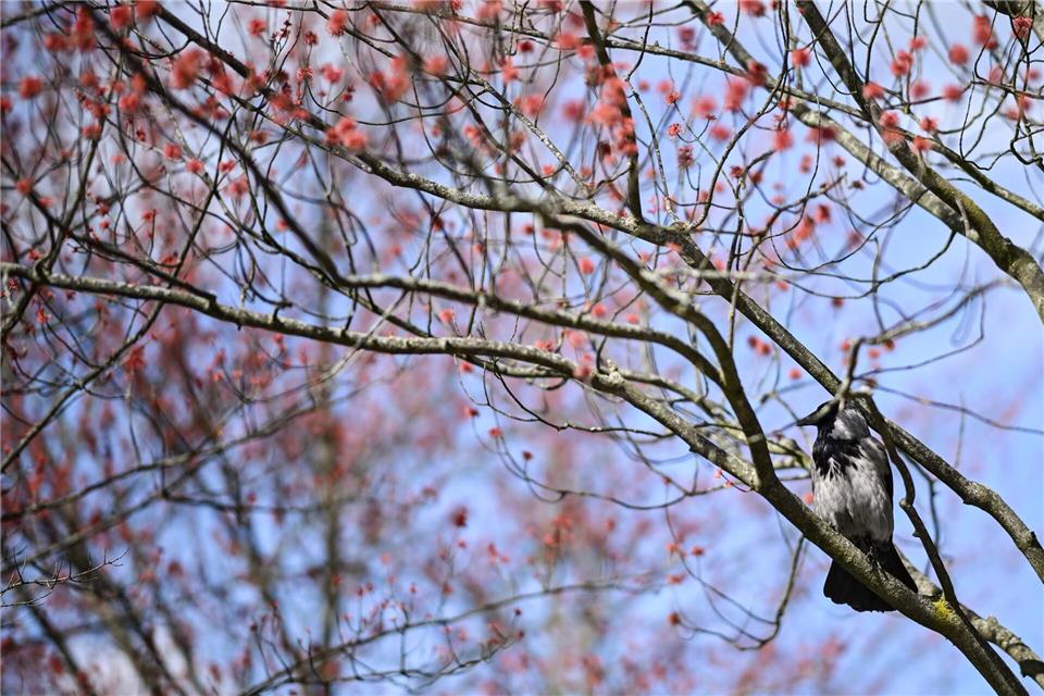 Damit es für die Vogelwelt ein gutes Frühjahr wird, ist es laut dem Experten wichtig, dass es nicht zu trocken wird. (Archivbild)Britta Pedersen/dpa