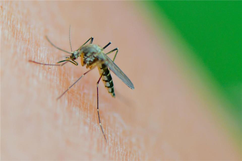 Damit es gar nicht so weit kommt, nutzen viele im Sommer gern Insektensprays. Was sie taugen, hat die Stiftung Warentest untersucht.picture alliance/dpa/dpa-Zentralbild
