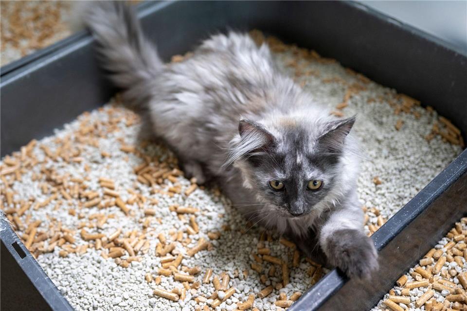 Damit junge Katzen das Klo auch finden, sollte es sich in der Nähe des Hauptaufenthaltsraumes befinden.picture alliance/dpa