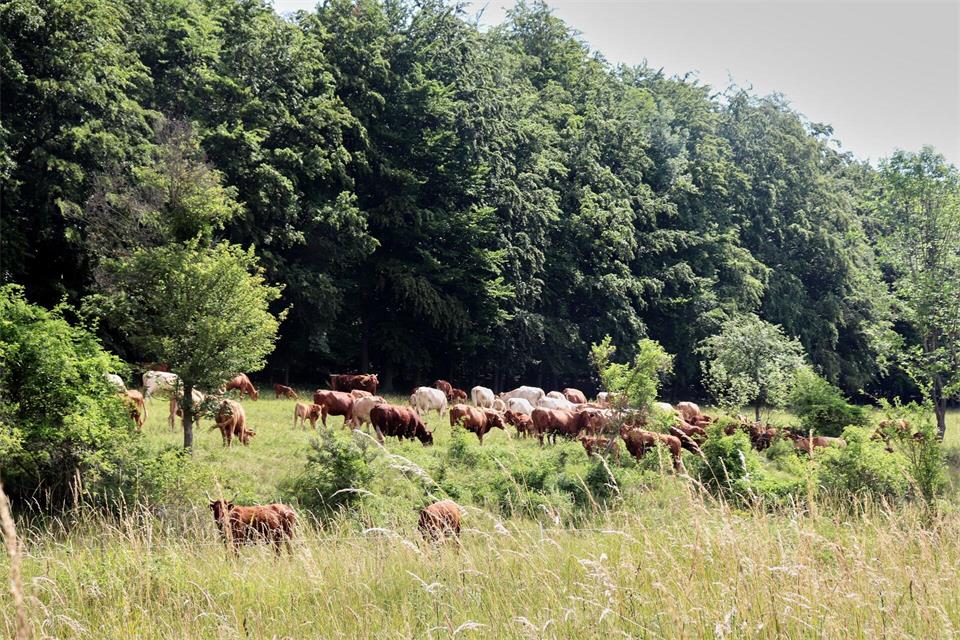 Damit nicht überall nur Wald ist: Rinder halten einige Flächen auf der alten A 4 frei.Deike Uhtenwoldt/dpa-tmn
