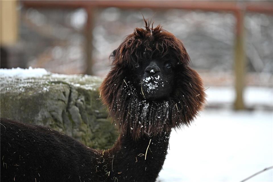 Dank ihres dicken Fells sind Alpakas gut gegen Kälte geschützt. Michael Brandt/dpa