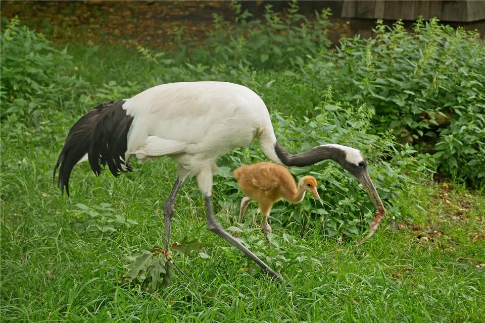 Das Anfang Juli geschlüpfte Jungtier der Mandschurenkraniche wächst nach Angaben des Zoos besonders schnell. ---/Zoo Hoyerswerda/dpa