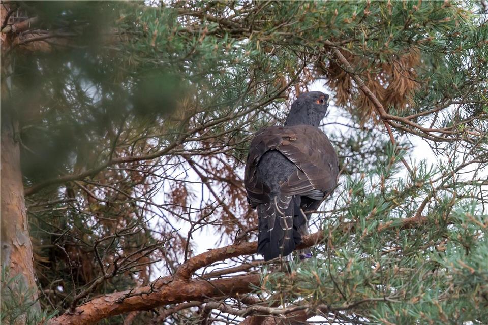 Das Auerhuhn ist vom Aussterben bedroht - nun gibt es Nachwuchs. (Archivbild)Michael Reichel/dpa-Zentralbild/dpa