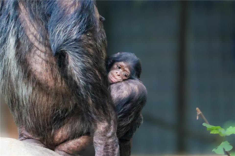 Das Baby und Mutter Zenta zeigen sich im Urwaldhaus des Tierparks Hellabrunn - mit Glück können Besucher einen Blick auf das Jungtier erhaschen.Felix Albrecht/Tierpark Hellabrunn/dpa