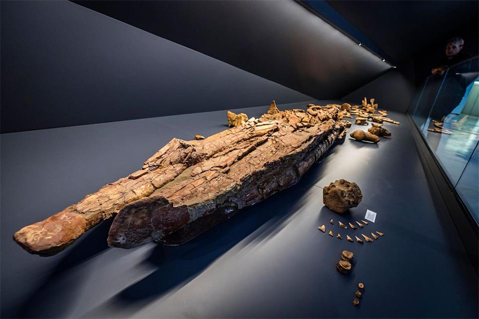 Das Bartenwal-Fossil „Kervenheimer Wal“ wurde in einer Sandgrube am Niederrhein entdeckt - und ist das Herzstück der Schau. Lars Berg/dpa