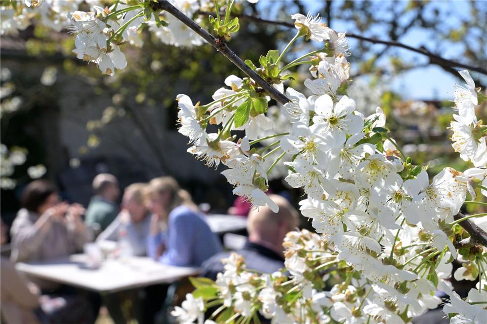 Das Baumblütenfest in Werder (Havel) beginnt mit den offenen Höfen und Gärten.Michael Bahlo/dpa