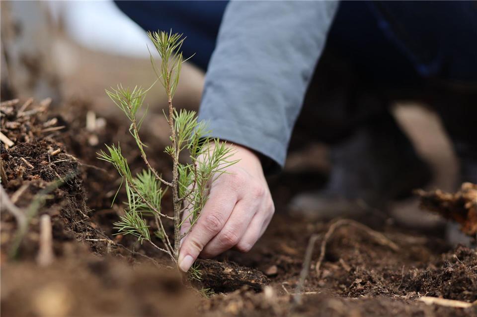 35 Jahre Bergwaldprojekt - wie sich der Wald verändert hat Das Bergwaldprojekt hat in 35 Jahren unter anderem zahlreiche Bäume gepflanzt. (Symbolbild)Matthias Bein/dpa