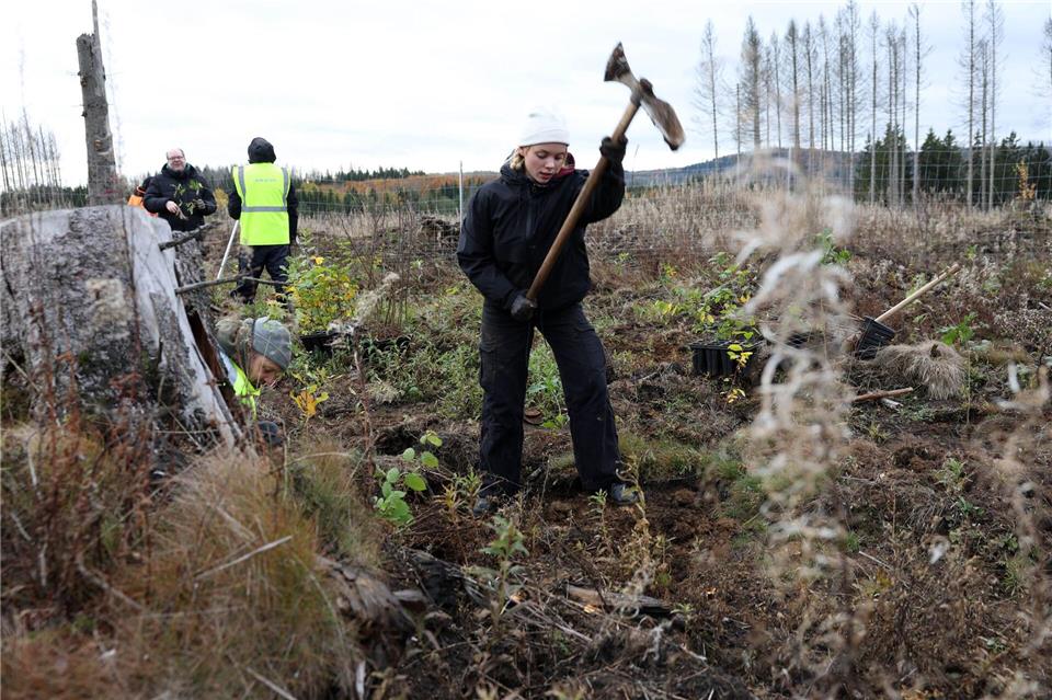 35 Jahre Bergwaldprojekt – wie sich der Wald verändert hat Das Bergwaldprojekt hat in 35 Jahren unter anderem zahlreiche Bäume gepflanzt.Stefan Rampfel/dpa