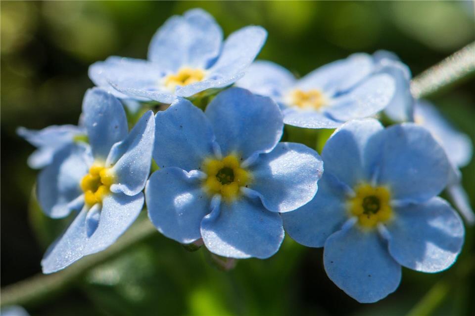Das Bodensee-Vergissmeinnicht ist laut den Umweltschützern durch den FKK-Tourismus gefährdet. (Archivfoto)picture alliance / dpa