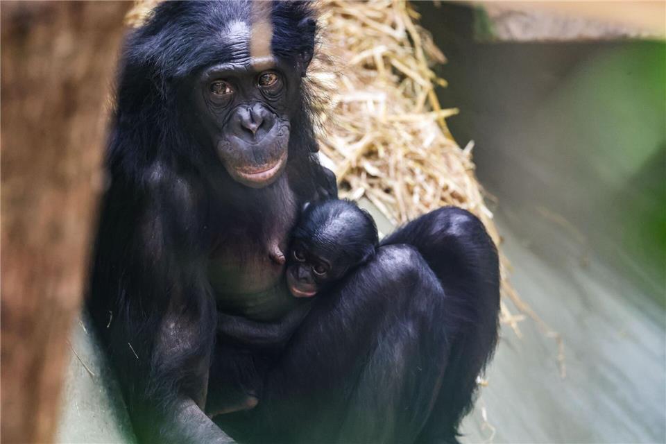 Das Bonobo-Mädchen Milumbe wurde im März im Kölner Zoo geboren. (Archivbild)Oliver Berg/dpa