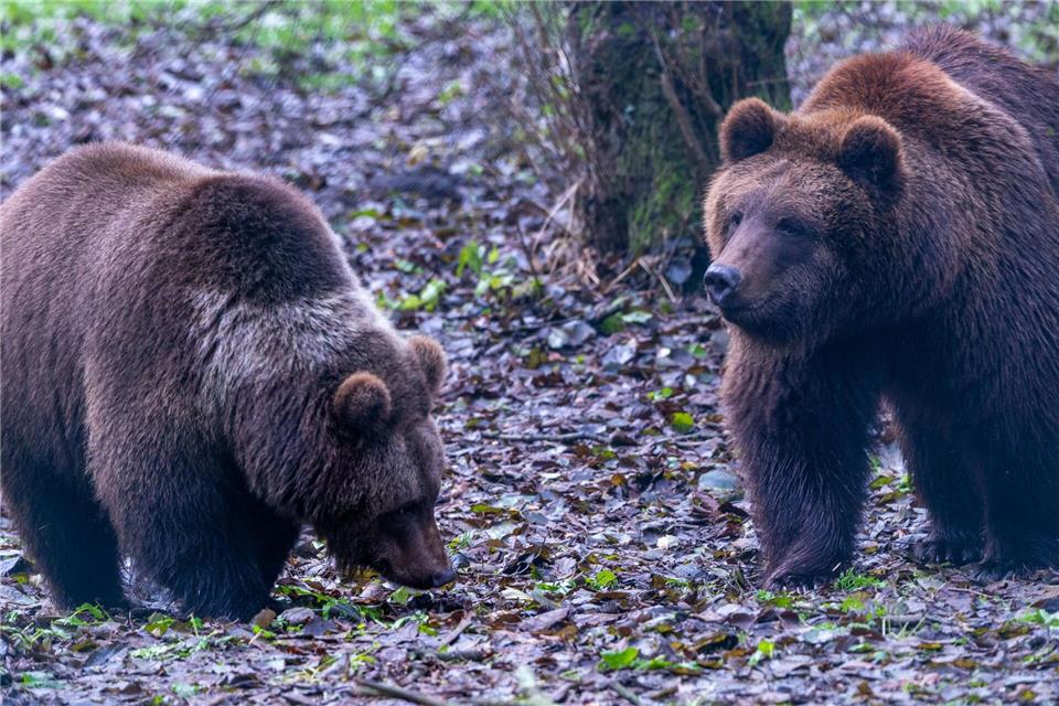 Das Braunbär-Geschwisterpaar Freya (l) und Thor (r) erkundet nach dem Umzug aus der Ukraine sein neues Außengehege im Bärenwald Müritz.Jens Büttner/dpa