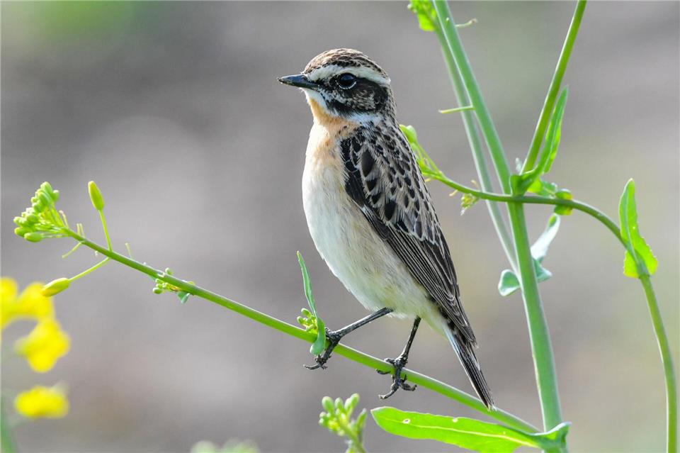 Das Braunkehlchen gilt nach der Roten Liste in Rheinland-Pfalz als vom Aussterben bedroht. (Archivbild) Patrick Pleul/zb/dpa