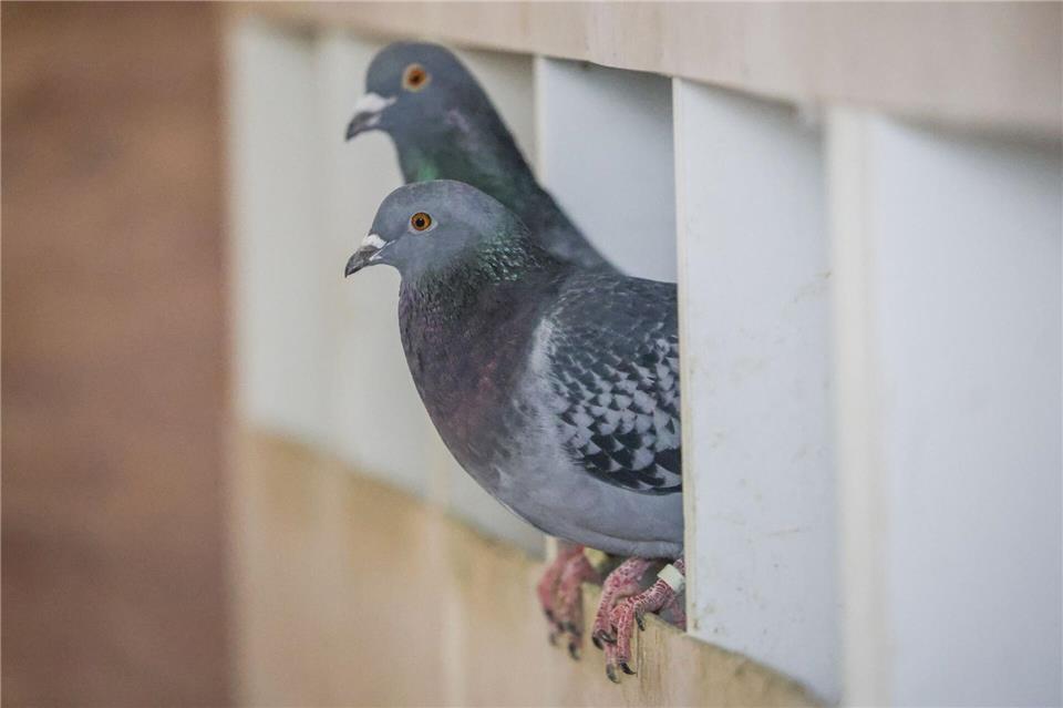 Das Bremer Taubenhaus soll helfen, die Zahl und das Leid der Stadttauben zu reduzieren.Focke Strangmann/dpa