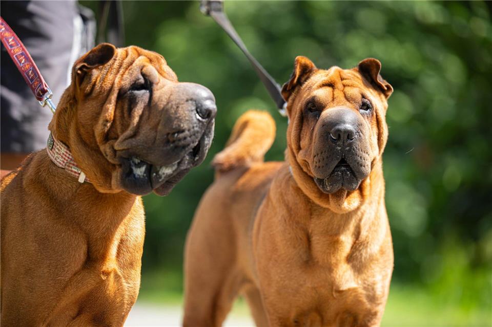 Das Bremer Tierheim hat viele französische Bulldoggen aufgenommen.Sina Schuldt/dpa