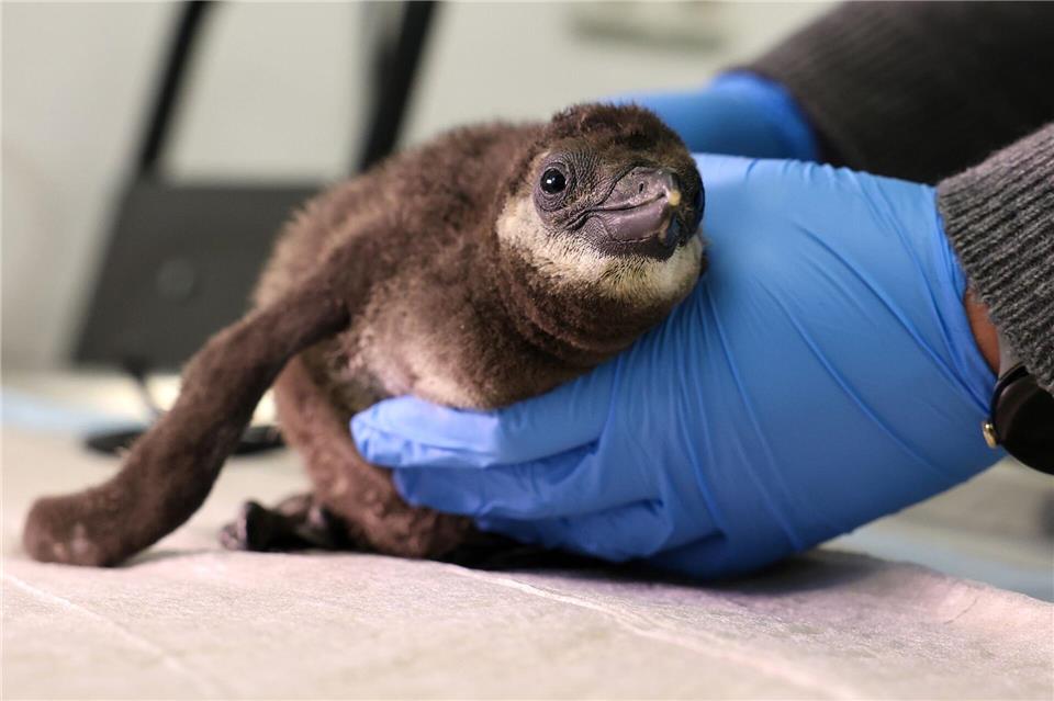 Das Brillenpinguin-Küken schlüpfte im Januar im Brutkasten.Peter Gercke/dpa