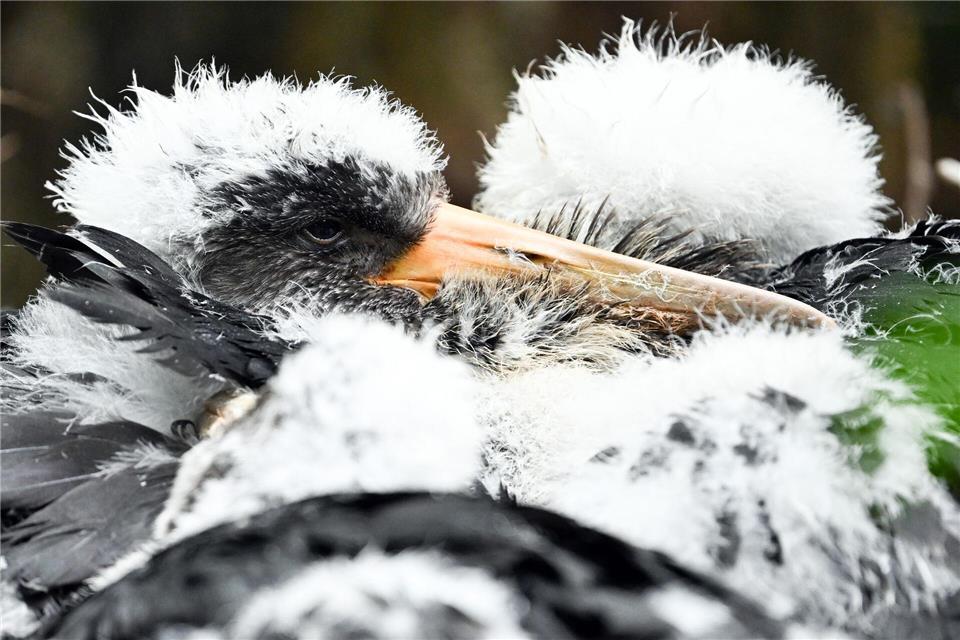 Das Brutverhalten der Schwarzstörche soll durch den Einsatz von Wildkameras erforscht werden. (Archivbild)Federico Gambarini/dpa