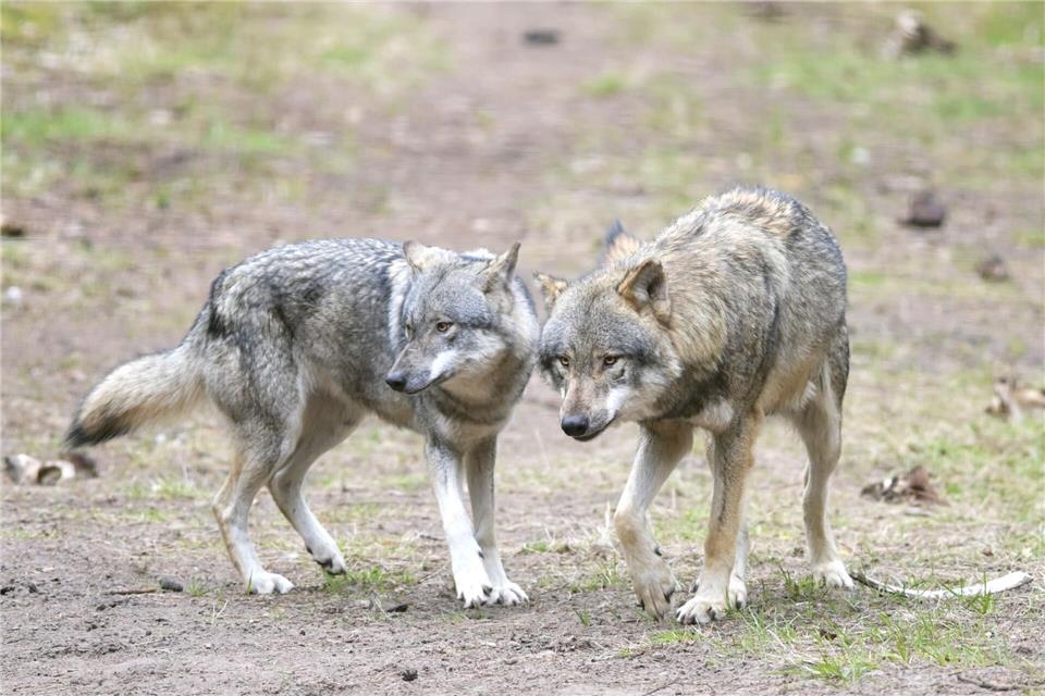 Das Bundeslandwirtschaftsministerium will beim Umgang mit dem Wolf vor allem erreichen, dass Weidetiere geschützt werden. (Archivbild)Soeren Stache/dpa-Zentralbild/dpa