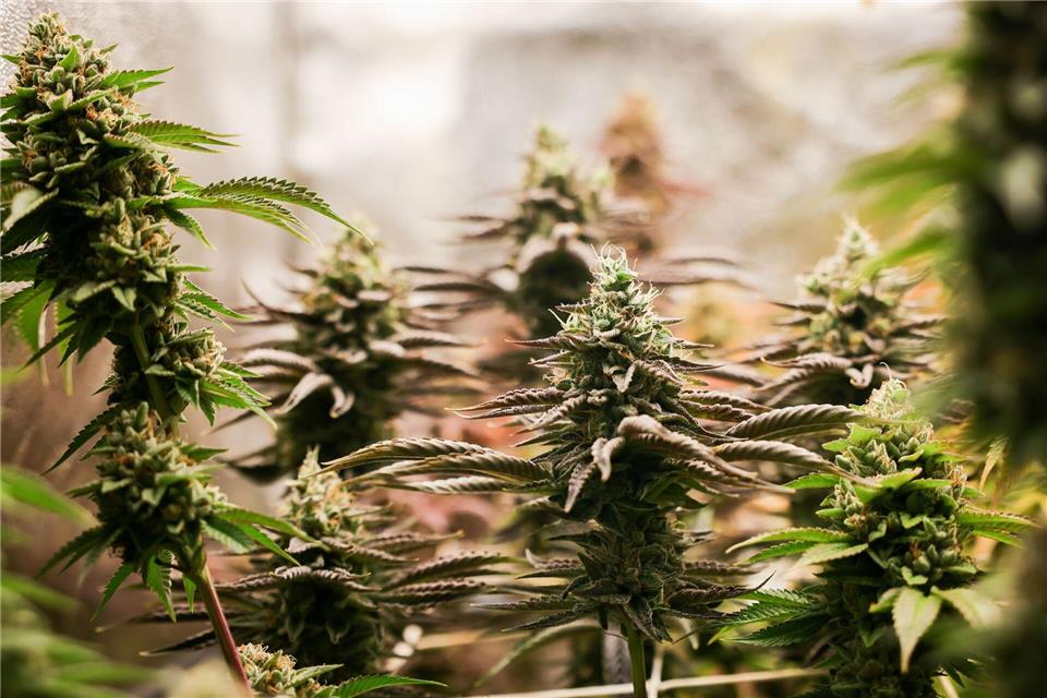 Das Cannabisgesetz erlaubt es Bürgern, auch zu Hause Cannabis anzubauen. (Symbolbild) Christian Charisius/dpa