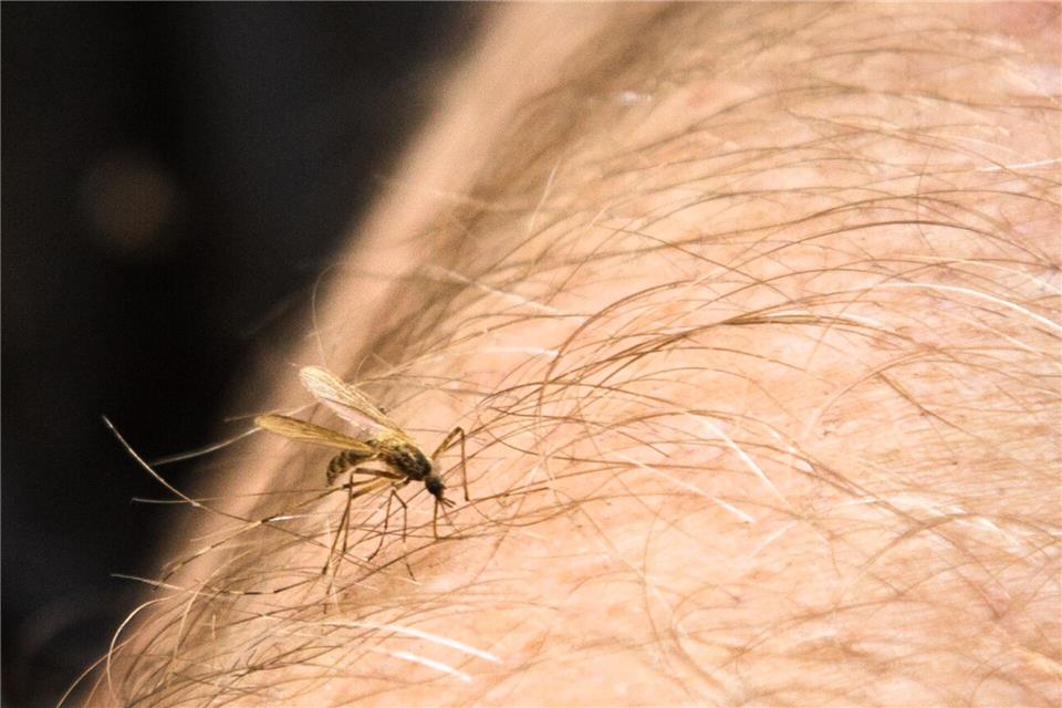 Das Chikungunyafieber breitet sich aus: In Norditalien steigt die Gefahr durch das Virus, daher ist wirksamer Mückenschutz jetzt besonders wichtig.Christin Klose/dpa-tmn