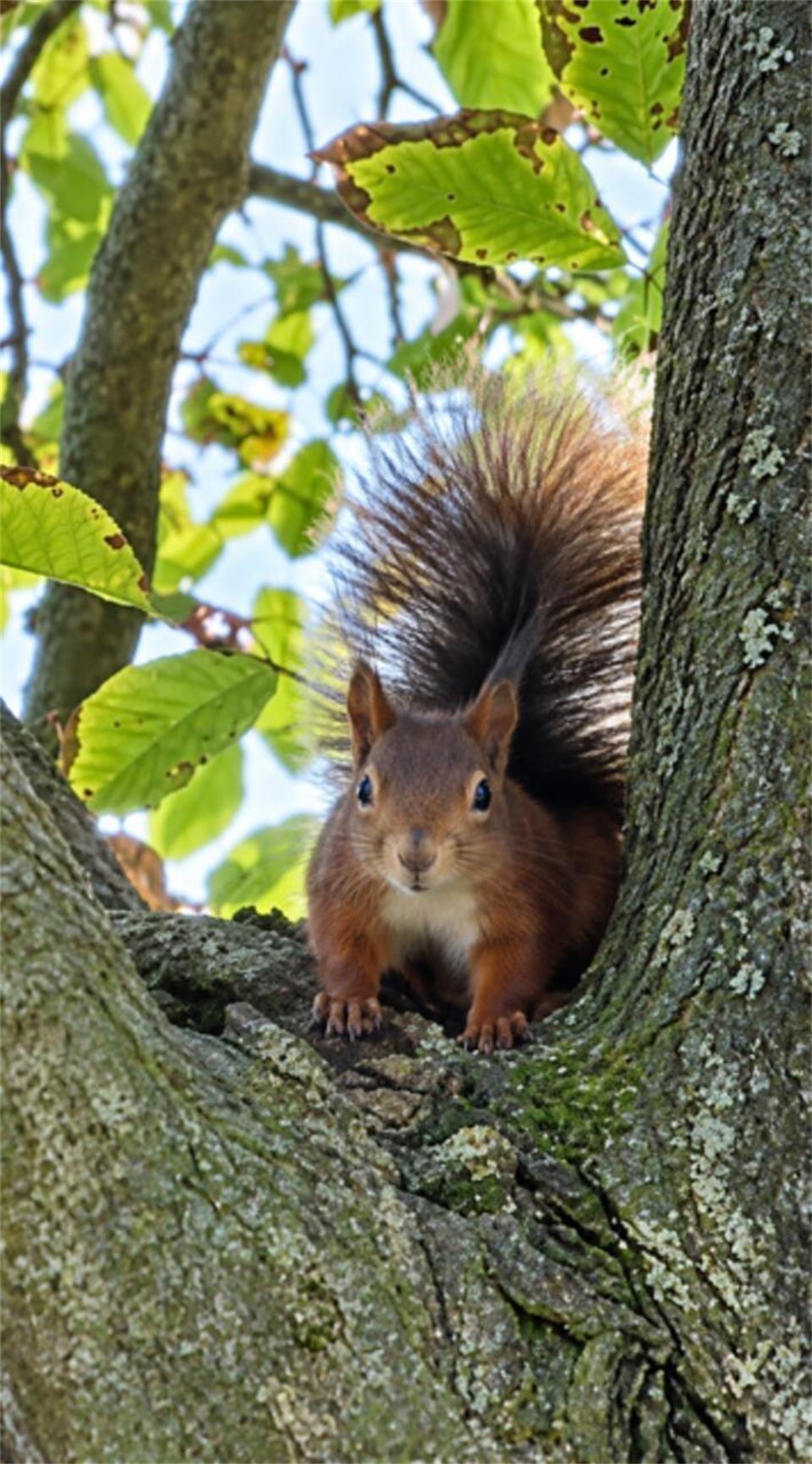 Das Eichhörnchen hat Sandra Stratmann in ihrem  Garten in Borkenwirthe gesichtet...