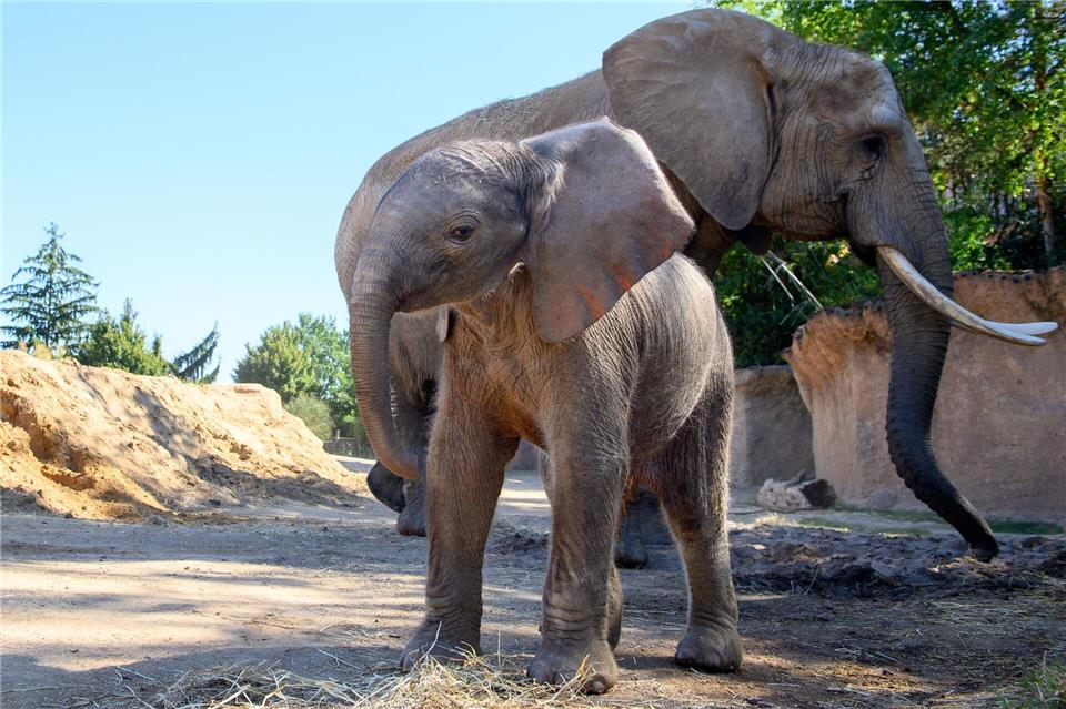 Das Elefanten-Jungtier zeigte sich Anfang der Woche erstmals in der Außenanlage des Zoos.Klaus-Dietmar Gabbert/dpa